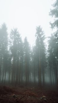 Foggy forest scene capturing tall trees in a misty atmosphere, evoking a serene and mysterious feeling.