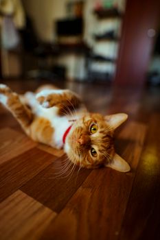 Cute ginger cat wearing a collar lounges comfortably on a polished wooden floor indoors.