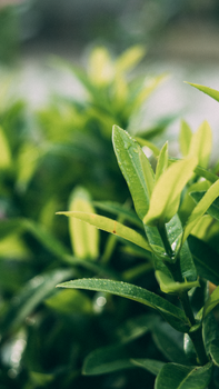 Close-up of vibrant green leaves with dewdrops, capturing freshness and nature's beauty.