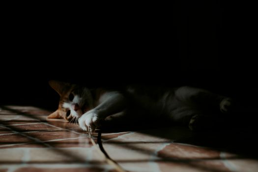A tabby cat playfully lying on a sunlit tiled floor, casting soft shadows.