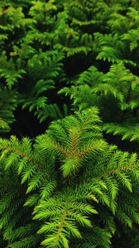An up-close view of vibrant green conifer needles in a dense forest setting.