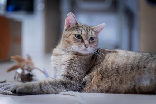 A serene tabby cat resting indoors on the floor, enjoying a quiet moment.