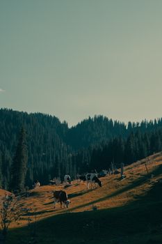 Cows graze peacefully in the hilly landscapes of Xinjiang, China, under the gentle dawn light.