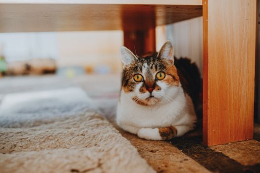 Adorable tabby cat relaxing under a wooden table in a cozy interior setting, showcasing curious and relaxed behavior.