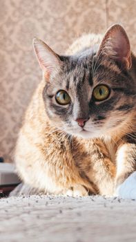 A close-up portrait of a domestic cat with green eyes lounging indoors.