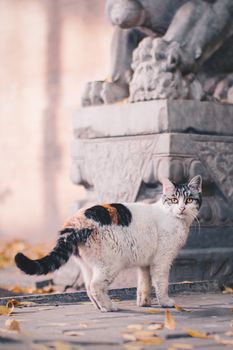 A calico cat stands by a stone sculpture amidst fallen autumn leaves in Beijing's historic hutongs.
