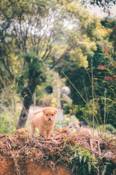 Adorable puppy exploring a lush green countryside in China on a sunny day.