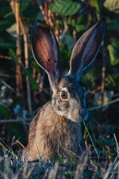 A wild hare with large ears in natural foliage, showcasing wildlife beauty.