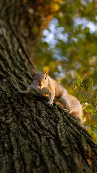 Squirrel perched on tree trunk in Washington, DC, capturing autumn's golden hues.