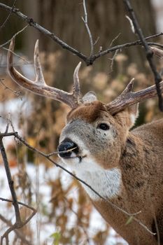 Close-up of a white-tailed deer buck with antlers in a snowy forest setting.