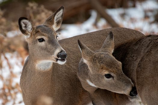 Two white-tailed deer peacefully in a snowy forest during winter.