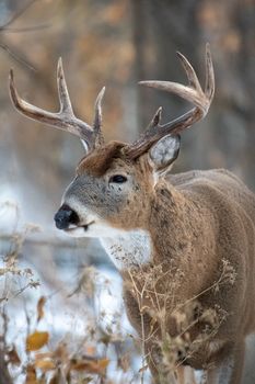 Close-up of a white-tailed deer buck with antlers standing in a snowy forest.