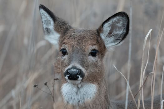 Close-up of a White-Tailed Deer with soft autumn background in Stamford's wilderness.