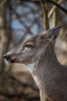 Detailed side profile of a white-tailed deer in a forest setting, showcasing its natural beauty.