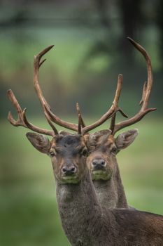 Close-up image of two majestic deer with antlers, set against a blurred green background.
