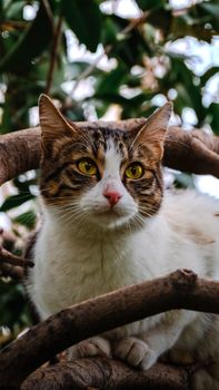 A beautiful tabby cat perched on a tree in İzmir, Türkiye, surrounded by lush greenery.
