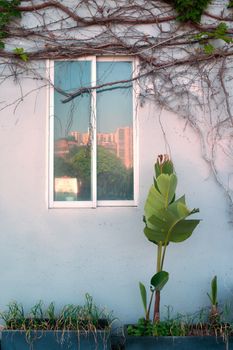 A window reflecting cityscape, adorned with climbing vines and tropical plant.