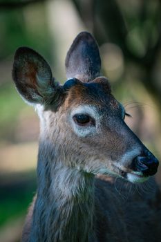 Close-up portrait of a white-tailed deer with blurred green background, showcasing natural beauty.