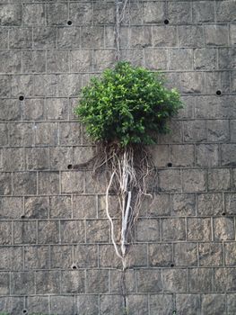 An intriguing tree grows directly from a wall in Hong Kong, displaying resilience and nature's adaptability.