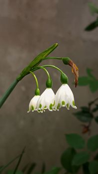 Close-up of white snowbell flowers in full bloom during springtime.