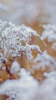 Close-up of frosty, snow-covered plants with a blurred background, capturing the essence of winter.