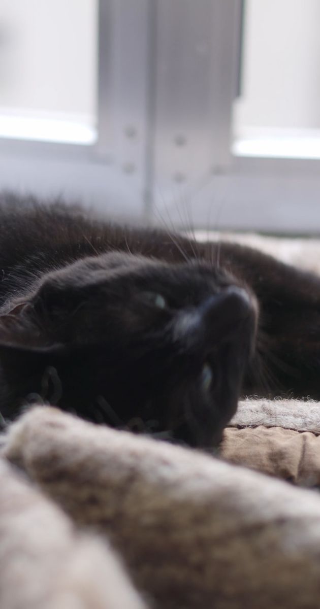 猫素材 - 猫 /  ed1toR ㅤ