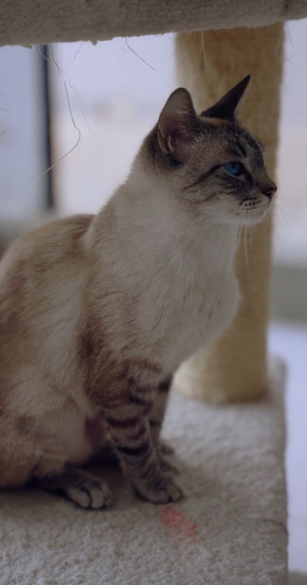 猫素材 - 猫 /  Ali  Alcántara