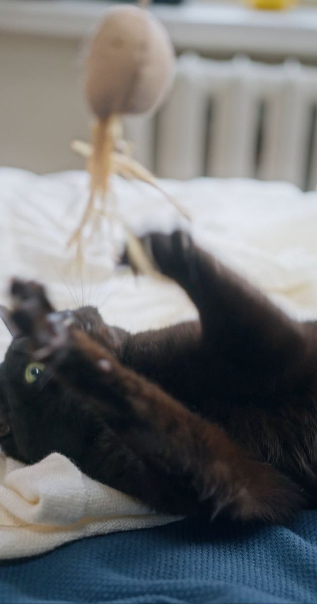 猫素材 - 猫 /  cottonbro studio