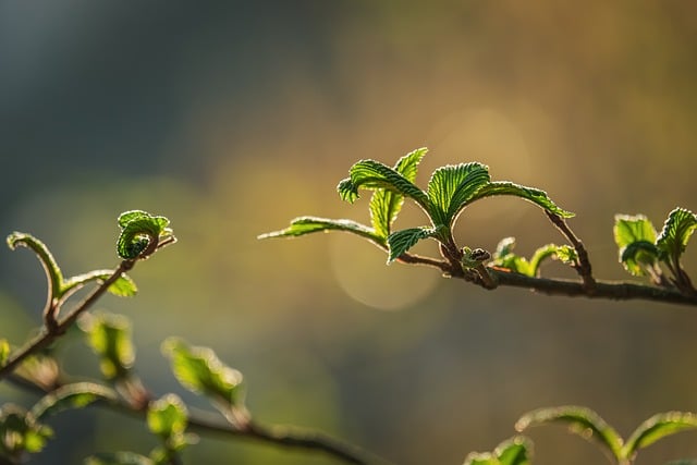 光影素材 - 树叶 /  春天 /  绿色 /  自然 /  树枝 /  散景背景 /  晨光 /  花苞 /  发芽 /  宁静 /  生命周期 /  清晨的清新 /  亮度 /  逆光 /  自然的宁静 /  植物的 /  生长 /  