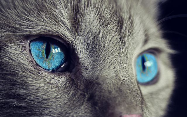 猫素材 - 猫 /  猫的眼睛 /  蓝眼睛 /  灰猫 /  特写 /  猫科动物 /  宠物 /  国内的 /  国内的猫 /  动物 /  眼睛 /  自然 /  头 /  毛皮 /  猫脸
