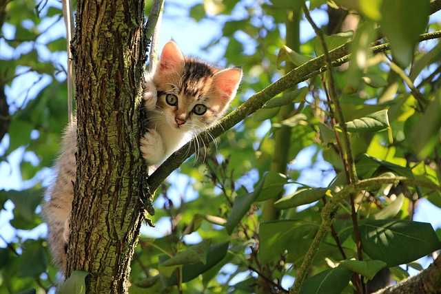 猫素材 - 猫 /  小猫 /  树 /  好奇的 /  自然 /  虎斑猫 /  宠物 /  猫科动物 /  动物 /  国内的 /  国内的猫 /  猫画像 /  好奇的猫 /  哺乳动物