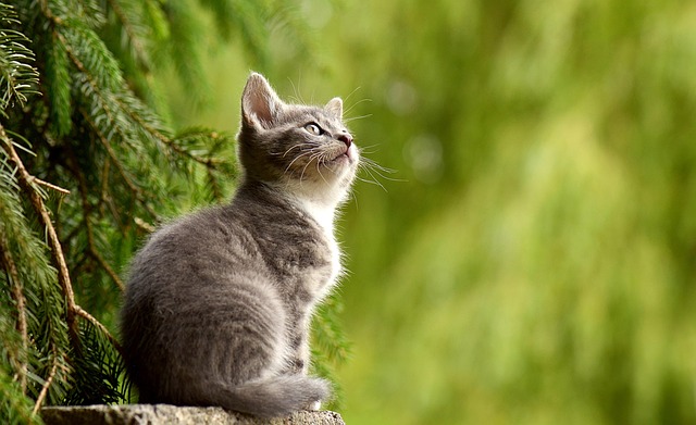 猫素材 - 猫 /  年轻的动物 /  小猫 /  灰猫 /  灰色小猫 /  猫科动物 /  宠物 /  好奇的 /  动物 /  哺乳动物 /  动物世界 /  肖像 /  自然 /  猫画像