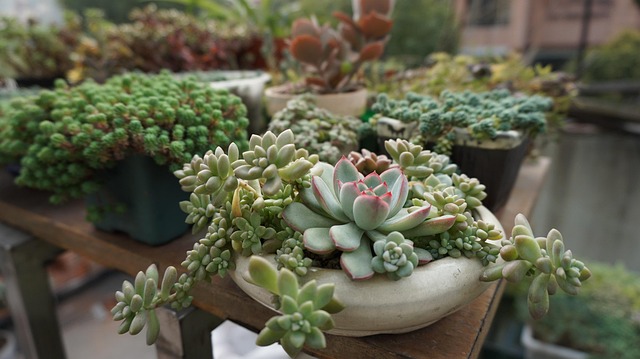 绿植素材 - 多肉植物 /  绿植 /  succulent