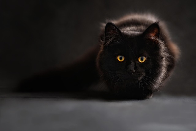 猫素材 - 缅因库恩 /  动物 /  猫 /  猫的眼睛 /  黑猫 /  动物肖像 /  放大背景 /  基蒂 /  宠物 /  猫科动物 /  国内的猫 /  猫画像