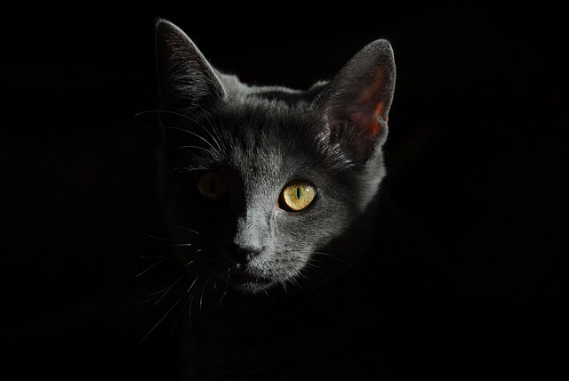猫素材 - 猫 /  猫科动物 /  头 /  猫头 /  脸 /  猫脸 /  灰猫 /  肖像 /  自然 /  猫画像 /  哺乳动物 /  动物 /  宠物 /  动物世界 /  国内的猫 /  猫的眼睛