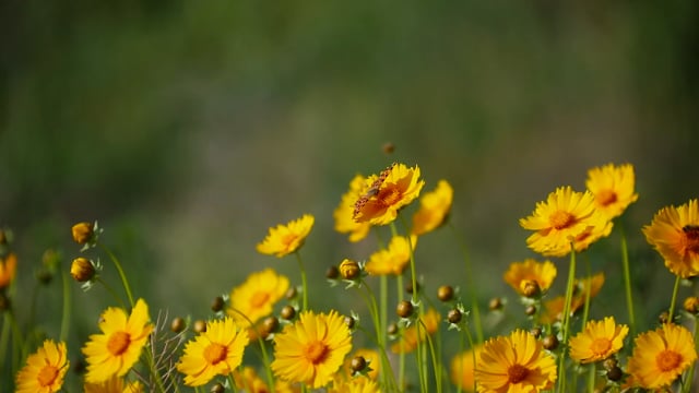 国风素材 - 花 /  蝴蝶 /  野花 /  风 /  黄花 /  金溪国