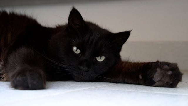 猫素材 - 猫 /  宠物 /  猫科动物 /  黑猫 /  疲劳 /  休息 /  睡觉 /  动物