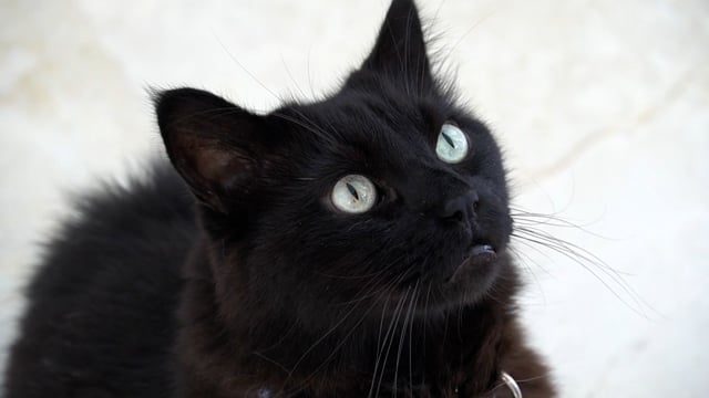 猫素材 - 猫 /  猫科动物 /  宠物 /  好奇的猫 /  黑猫 /  观察 /  家 /  国内的 /  动物