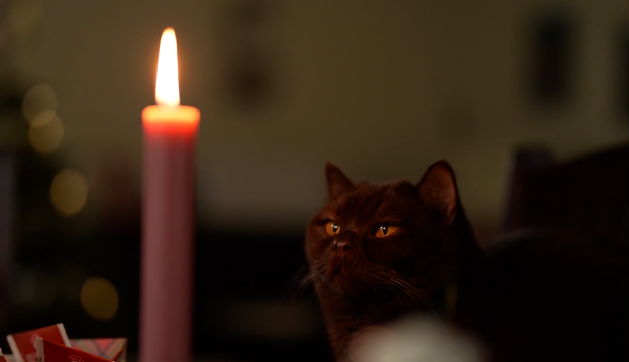 猫素材 - 来临 /  圣诞节的时候 /  猫 /  英国短毛猫 /  烛光 /  蜡烛 /  装饰 /  宠物 /  背景 /  美丽的壁纸 /  动物 /  火焰