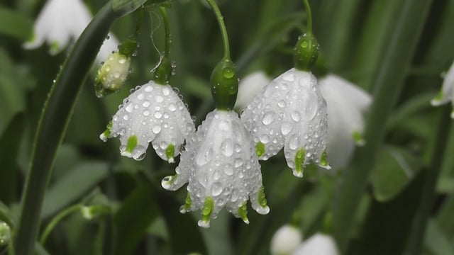 雪花素材 - 花朵 /  花园 /  露 /  水滴 /  水 /  雪花莲 /  壁纸