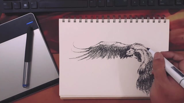 绘画素材 - 画 /  老鹰 /  绘画 /  艺术 /  草图 /  写生