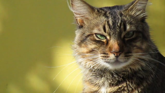 猫素材 - 猫 /  猫科动物 /  宠物 /  吉祥物 /  动物 /  猫脸 /  虎斑猫 /  看 /  猫的样子