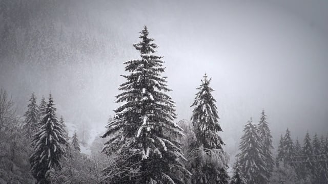 雪花素材 - 降雪 /  冬天 /  雪 /  寒冷的 /  雪花 /  白色的 /  自然 /  圣诞节 /  天气 /  霜 /  十二月 /  树木 /  景观 /  暴风雪 /  蒂罗尔