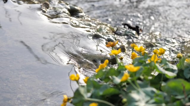 溪流素材 - 水 /  溪 /  流 /  匆忙 /  花 /  溪流