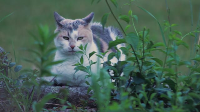 猫素材 - 猫 /  印花布猫 /  猫在石墙 /  印花布的猫在石墙 /  猫科动物 /  宠物 /  动物 /  自满 /  沾沾自喜的猫 /  石墙 /  岩墙 /  国短毛猫 /  国内的短头发 /  毛皮 /  毛茸茸的 /  可