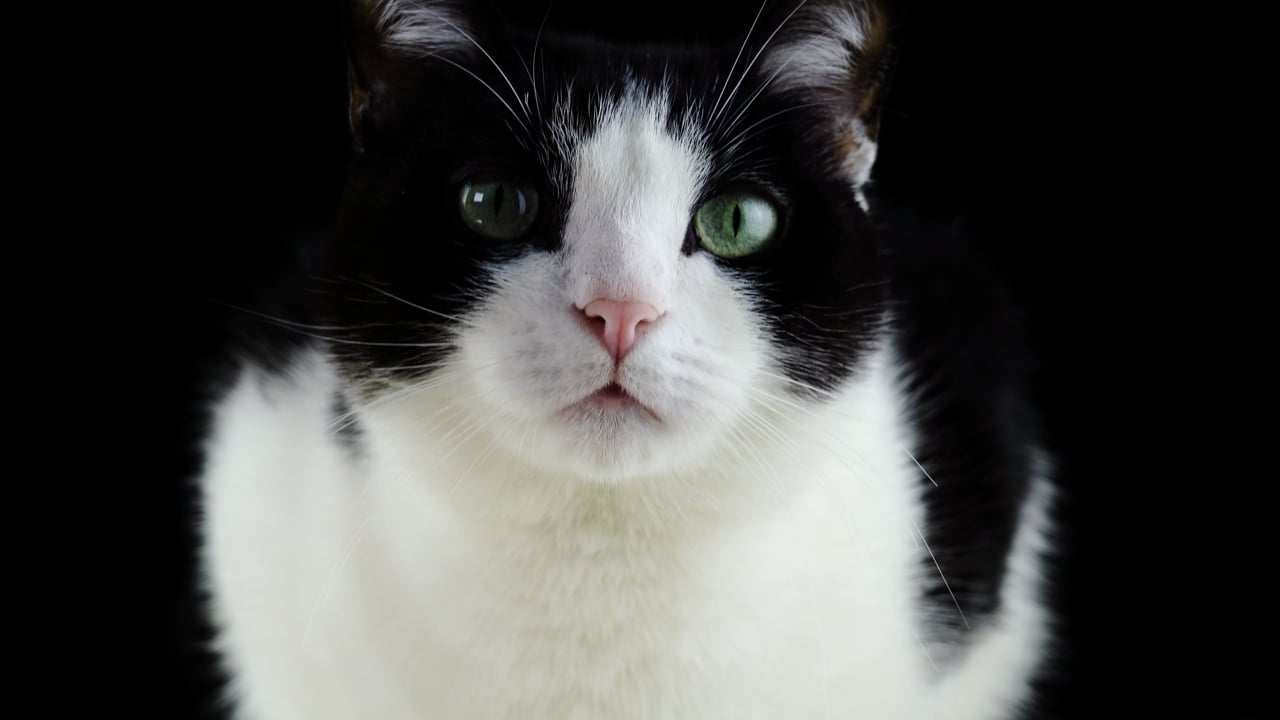 猫素材 - 猫 /  猫科动物 /  动物 /  哺乳动物 /  小猫 /  眼睛 /  年轻 /  毛茸茸 /  宠物 /  枪口 /  坐着 /  可爱的 /  壁纸