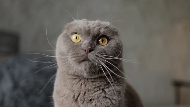猫素材 - 猫 /  猫科动物 /  胡须 /  动物 /  宠物 /  可爱的