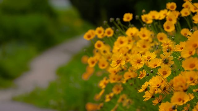 国风素材 - 花 /  金溪国 /  风 /  乡村小路 /  景观