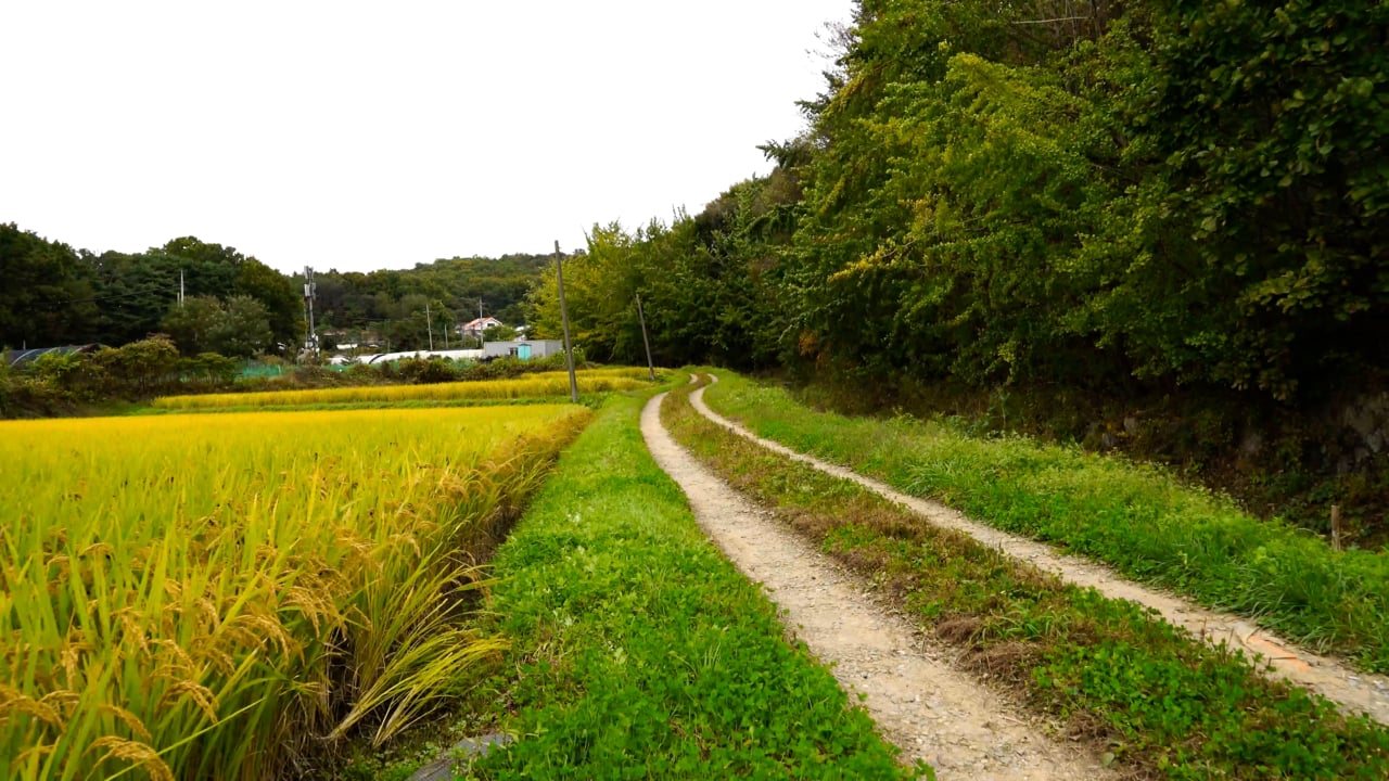 乡村风格素材 - 白饭 /  原野 /  乡村小路 /  乡村的 /  秋天 /  风 /  家乡