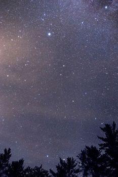 Vibrant starry sky with many visible stars over dark silhouetted trees at night.